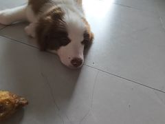 -爱派特动物医院·全科诊疗中心