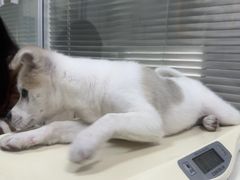 -美美宠物诊疗中心·异宠·骨科(滨江东信分院)