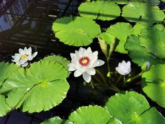 -国家植物园南园