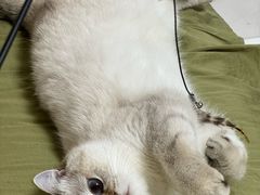 -欣宠猫屋·矮脚拿破仑·蓝金金渐层