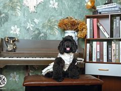 -超宠爱宠物摄影-Super pet