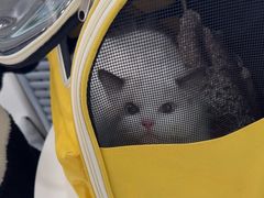 -宠颐生宠物医院·综合诊疗(先锋分院)