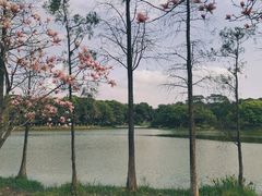 -东莞植物园