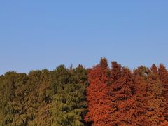 -上海海湾国家森林公园