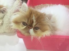 -全家便利店(襄阳南路店)