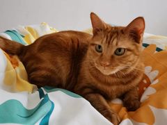 -芭比堂爱心动物医院·心脏科·犬猫内科(越城可乐分院)