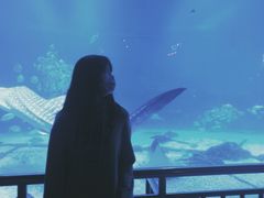 -烟台海昌鲸鲨海洋公园