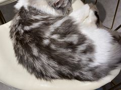 -飞行喵MR PILOT|猫舍·猫咖(静安大融城店)