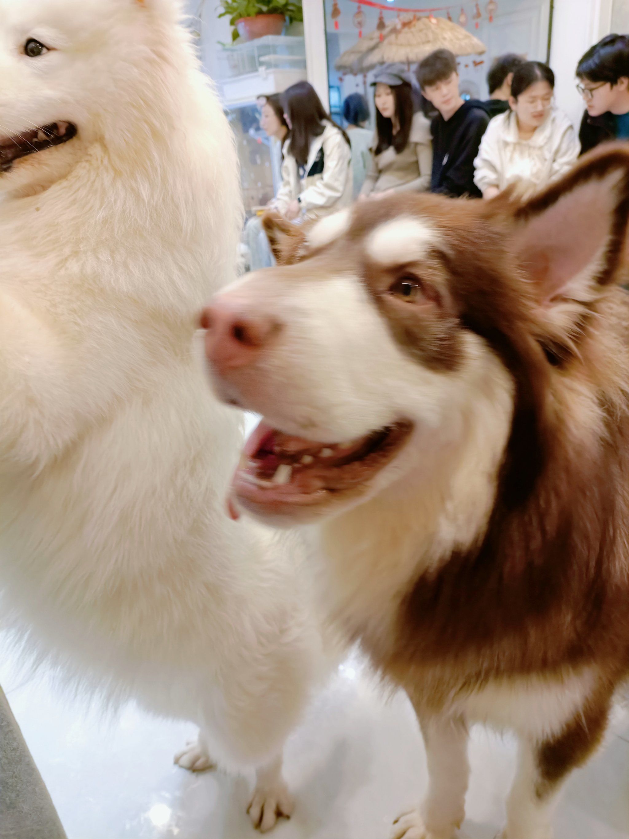 可爱小猫和可爱小狗