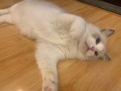 -momokira米努特·德文卷毛猫·棉花面纱犬