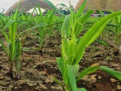 -中国天府农业博览园