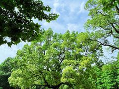 -上海共青森林公园