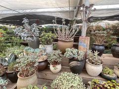 -龙大花卉苗木市场