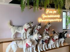 -Husky Go! 哈士奇体验馆·宠物咖啡厅狗咖