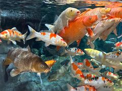 -上海海洋水族馆