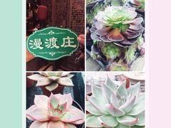 小院里的肉肉-漫渡庄绿岛花园•隐世庭园菜(滨湖店)