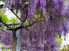 -嘉定紫藤园