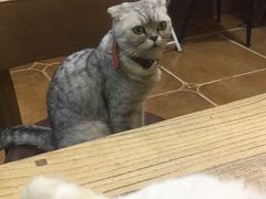 -李小姐の猫咖啡馆(五角场店)