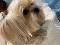 -momokira米努特·德文卷毛猫·棉花面纱犬