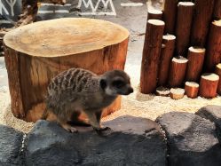 -Zoolung Zoolung动物主题公园(海信广场店)