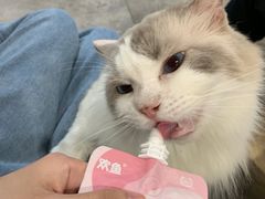-楼上猫咖(罗湖店)