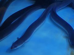 -味家烤肉烤鳗鱼牛排(西塔旗舰店)