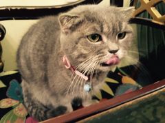 -猫色咖啡·猫咖