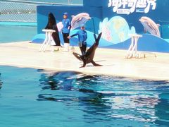 -秦皇岛乐岛海洋王国