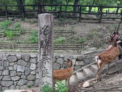-奈良公园