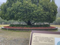 -灵谷景区