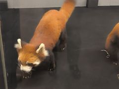 -昆明动物园