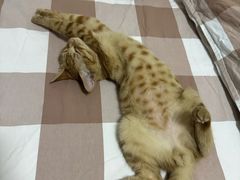 -pd派德宠物中心医院24H急重症·眼科中心·血液透析中心(嵩山北路店)