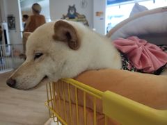 -南京Hallo宠物乐园·哈罗犬舍·柴犬繁育基地