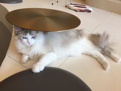 -飞行喵MR PILOT|猫舍·猫咖(静安大融城店)