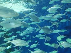 -上海海洋水族馆