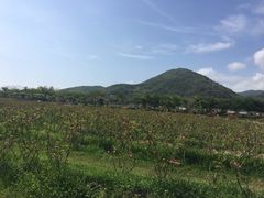 -亚龙湾国际玫瑰谷