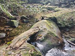 -海南热带雨林国家公园吊罗山景区