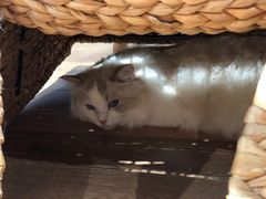 -瞄一喵猫咖(格力海岸店)