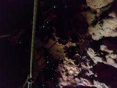 -怀托摩萤火虫洞