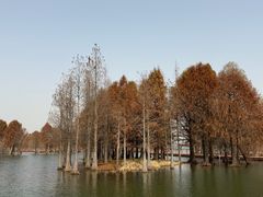 -贡湖湾湿地公园