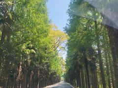 -上海海湾国家森林公园