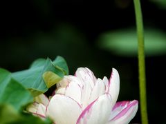 -陈家山荷花公园