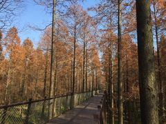 -黄海国家森林公园