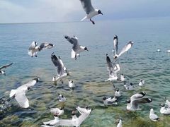 -青海湖国家重点风景名胜区