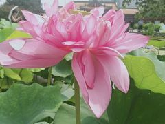 -莲花池公园