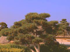 -中国唐苑