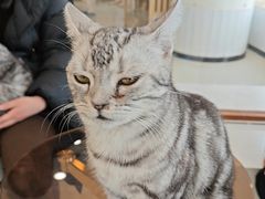 -共舞时光猫咖·狗咖(新街口店)