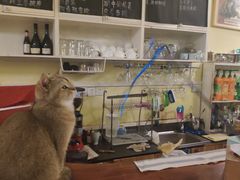 -猫色咖啡·猫咖