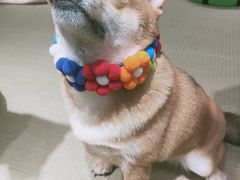 -逗柴咖啡屋·狗咖猫咖宠物桌游