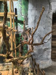 -Zoolung Zoolung动物主题公园(海信广场店)